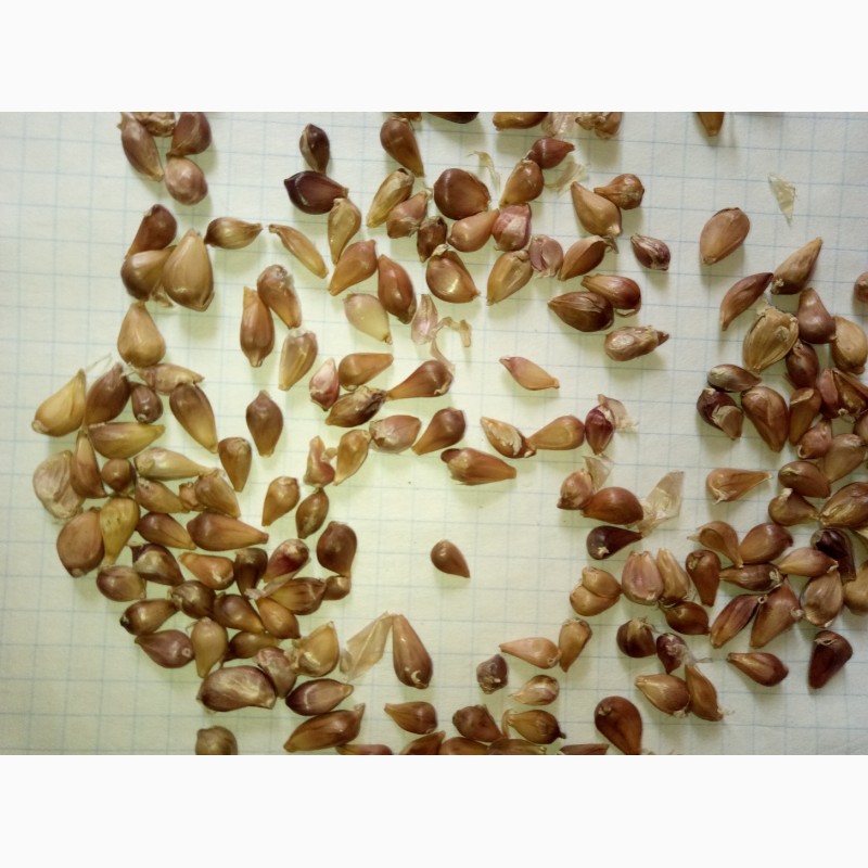 Фото 9. Семена чеснока на посадку ( ВОЗДУШКА) большой выбор сортов качество 100%