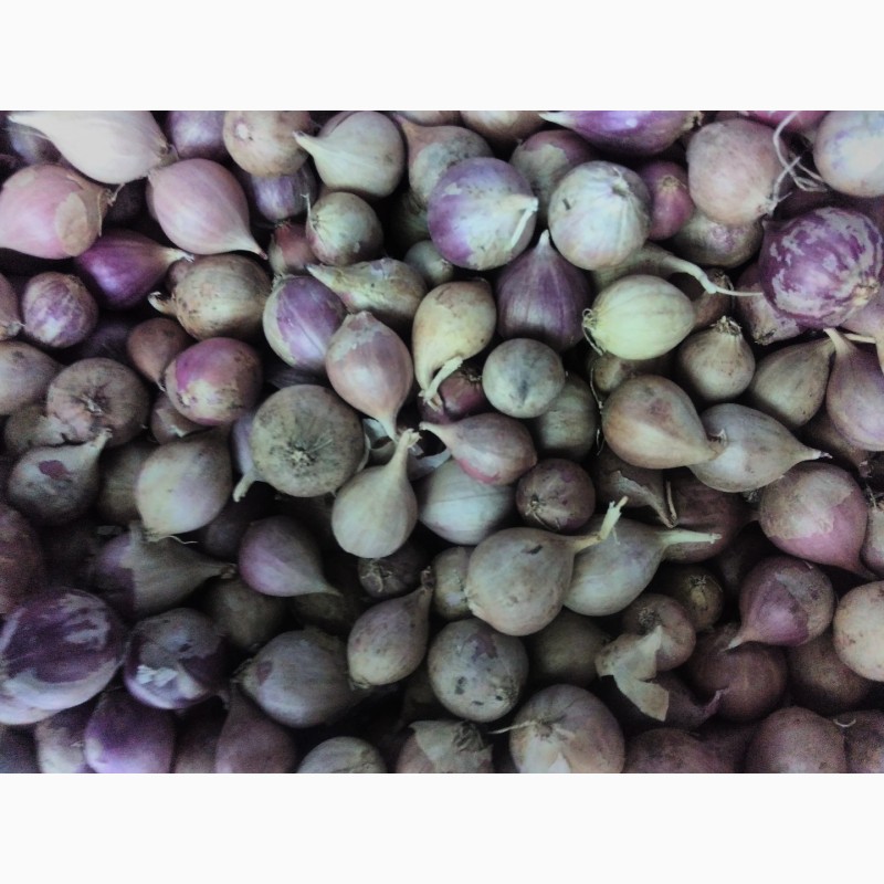 Фото 3. Семена чеснока на посадку ( ВОЗДУШКА) большой выбор сортов качество 100%