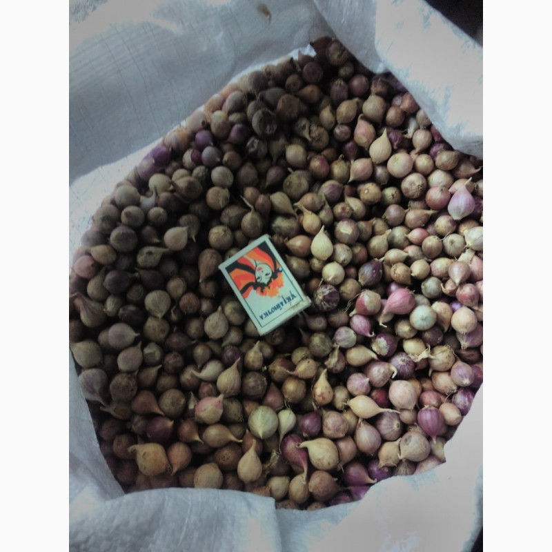 Фото 15. Семена чеснока на посадку ( ВОЗДУШКА) большой выбор сортов качество 100%