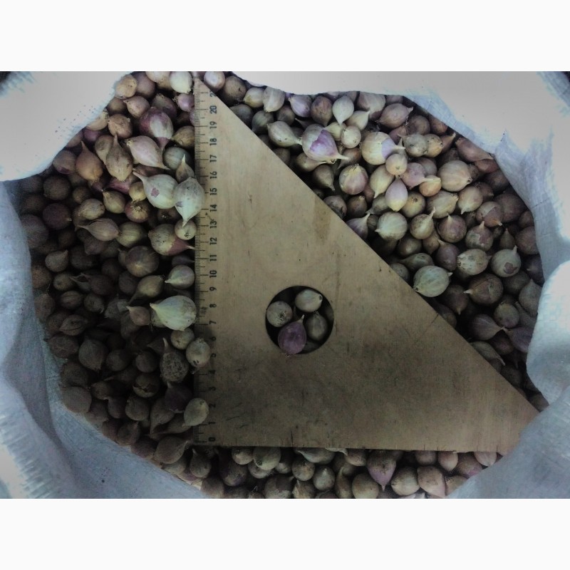 Фото 10. Семена чеснока на посадку ( ВОЗДУШКА) большой выбор сортов качество 100%