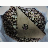 Семена чеснока на посадку ( ВОЗДУШКА) большой выбор сортов качество 100%