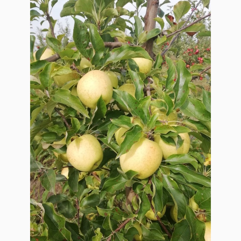 Фото 4. Продам яблука чемпіон, айдаред, голден, глостер