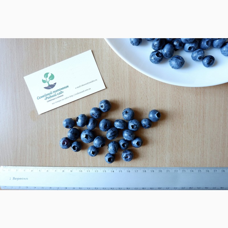 Фото 3. Голубика семена (20 штук) насіння лохини, косточка, семечка для выращивания саженцев