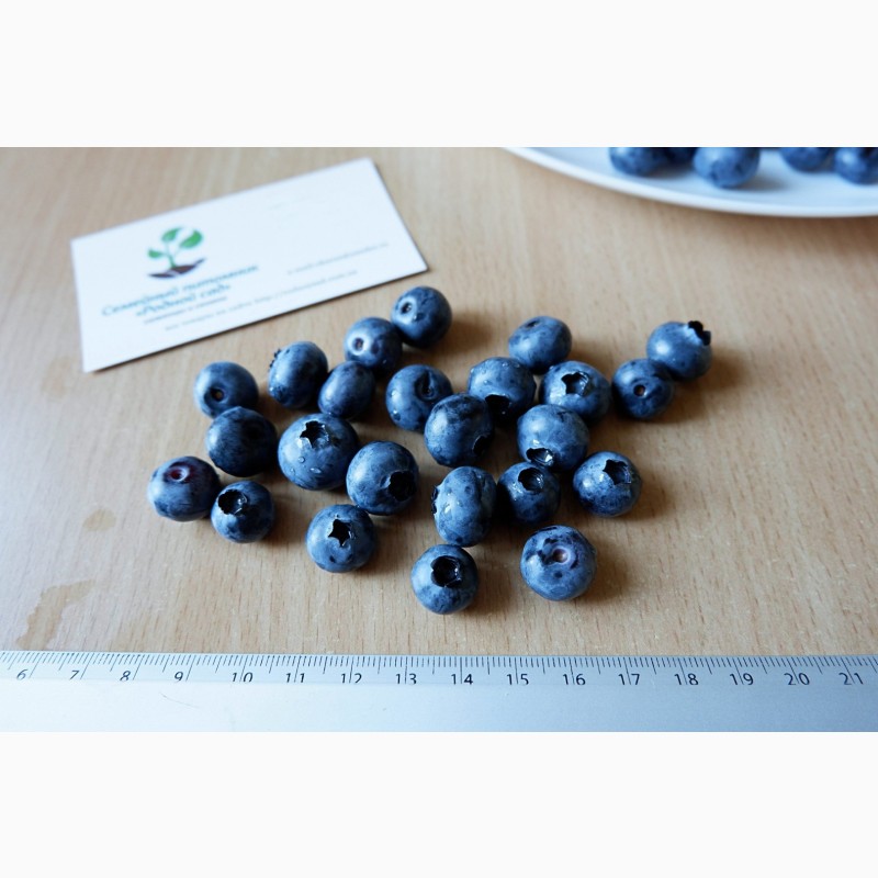 Фото 5. Голубика семена (20 штук) насіння лохини, косточка, семечка для выращивания саженцев