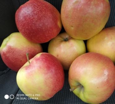 Фото 6. Продам яблуко високої якості з холодильника