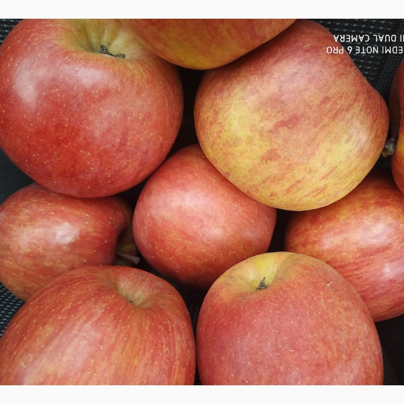 Фото 3. Продам яблуко високої якості з холодильника