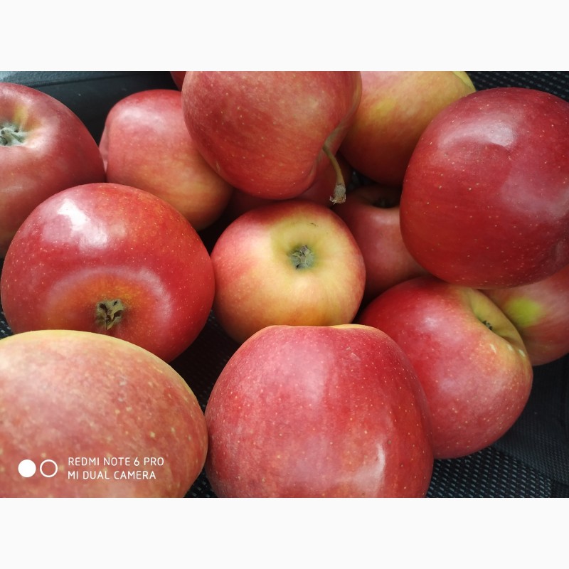 Фото 4. Продам яблуко високої якості з холодильника