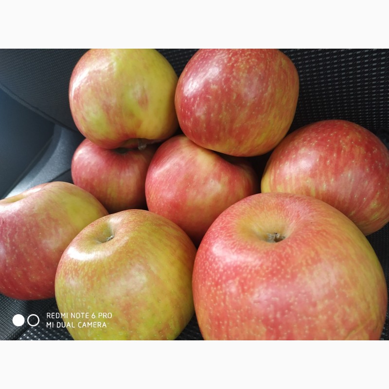Фото 2. Продам яблуко високої якості з холодильника