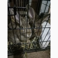Продам кроликов пород Фландер и Белый Паннон