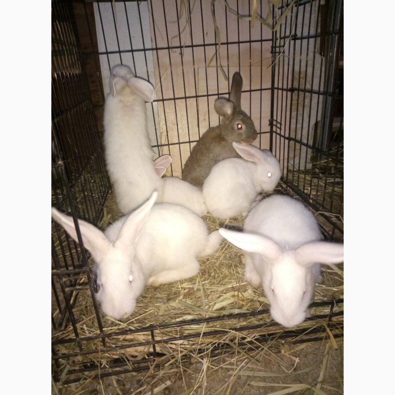 Фото 4. Продам кроликов пород Фландер и Белый Паннон