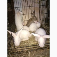 Продам кроликов пород Фландер и Белый Паннон