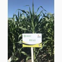 Семена кукурузы ВН 63 (ФАО 280) напрямую от производителя