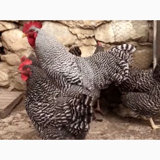 Цыплята или инкубационные яйцо амрокс