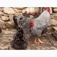 Цыплята или инкубационные яйцо амрокс