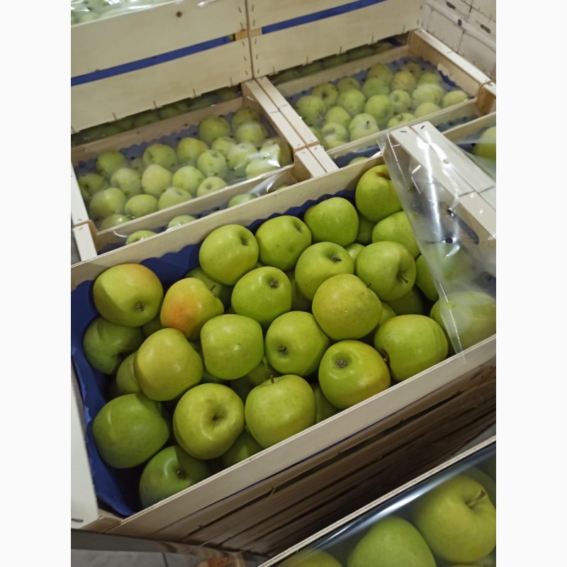 Фото 2. Продам яблоки от Польского производителя
