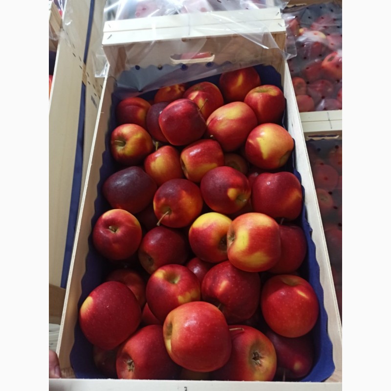 Фото 3. Продам яблоки от Польского производителя