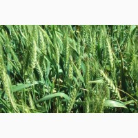 Озима пшениця Лист 25, насіння ТОВ “ЛІСТ (реалізуємо від 1т)