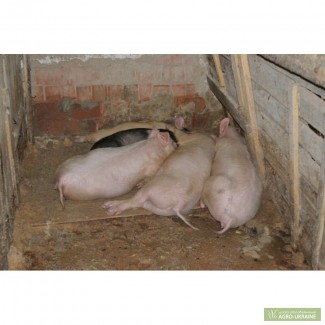 Продам свині в'єтнамські(свиноматкі, поросята)