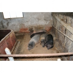 Продам свині в'єтнамські(свиноматкі, поросята)