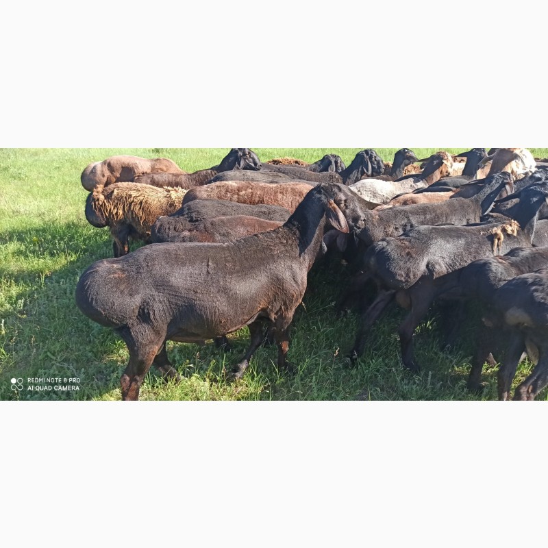 Фото 4. Продам баранов, Гессарские мясные, племенные