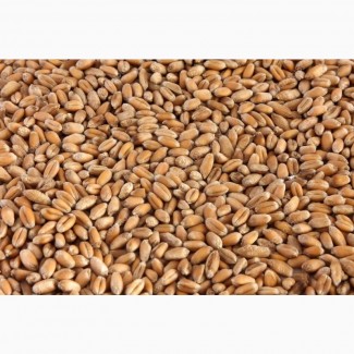 Продам пшеницю урожай 2023 ціна договірна