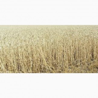 Пшениця м’яка озима МІП КНЯЖНА