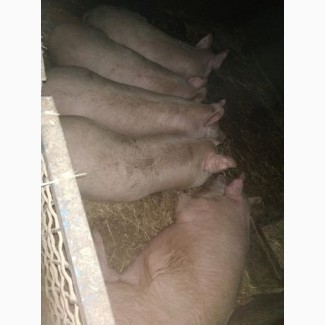 Продам домашніх свиней)