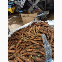 Продаем морковь От производителя - Польша