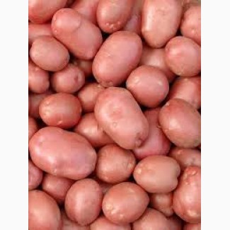 Продам насіння картоплі червоних сортів оптом