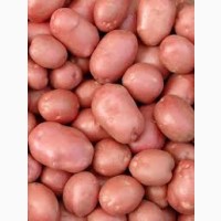 Продам насіння картоплі червоних сортів оптом