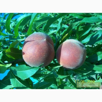 Продам опт персик сорт черный принс никтарин абрикос сорт ананасовый