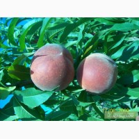 Продам опт персик сорт черный принс никтарин абрикос сорт ананасовый