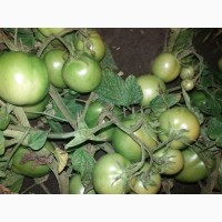 Продам зелені томати