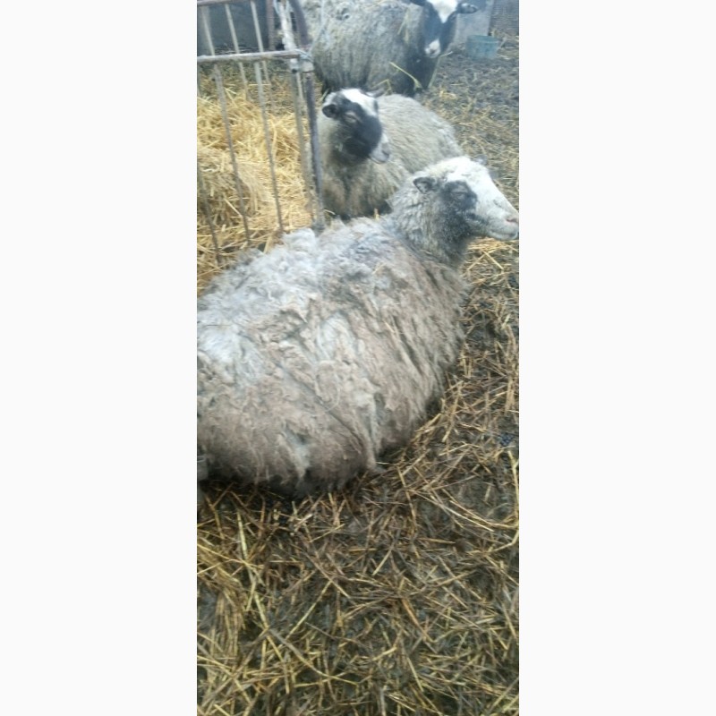 Фото 2. Продам кітні вівці з бараном