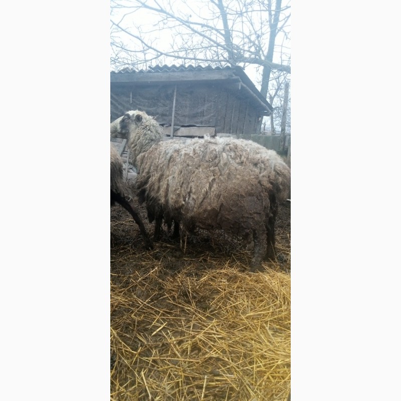 Фото 3. Продам кітні вівці з бараном