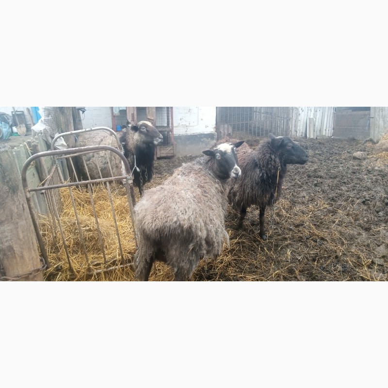 Фото 4. Продам кітні вівці з бараном