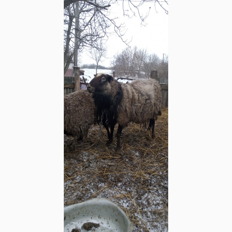 Фото 5. Продам кітні вівці з бараном