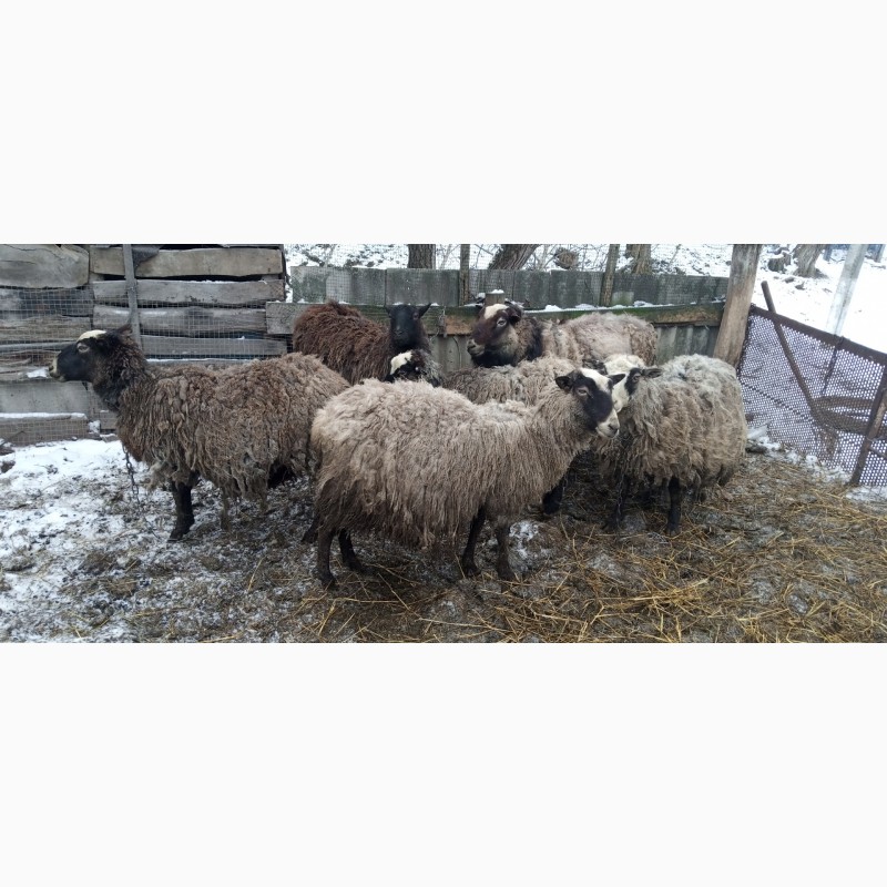 Фото 6. Продам кітні вівці з бараном