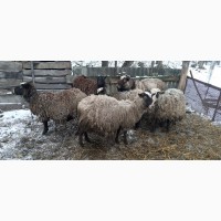 Продам кітні вівці з бараном
