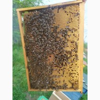 Продам бджолопакети 2023