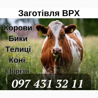 Закуповуємо ВРХ (корови, бики, телиці) та Коні по Вінницькій області