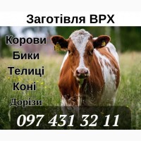Закуповуємо ВРХ (корови, бики, теплиці) та Коні по Вінницькій області