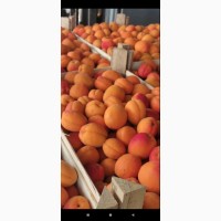 Продам молдавский качественный абрикос