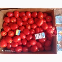 Продам помідори Галілея