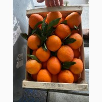 Продам апельсин Новел Італія преміум якість, опт