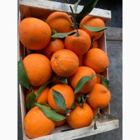 Продам апельсин Новел Італія преміум якість, опт