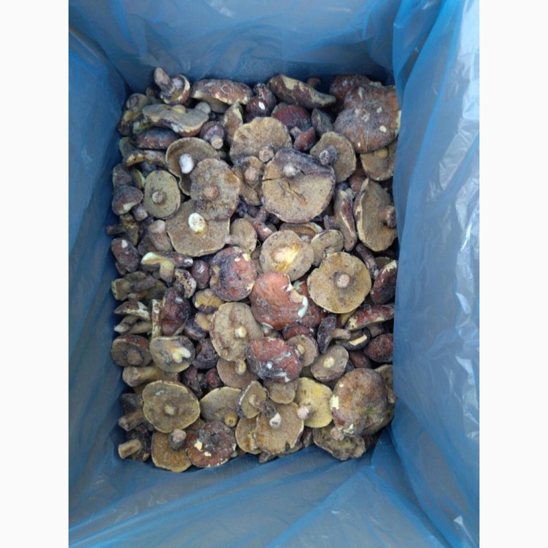 Фото 2. Продам гриби маслята заморожені