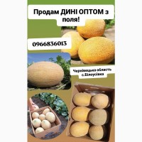 Продам дині ОПТОМ з поля