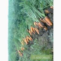 Продам морковь с поля сорт Каскад