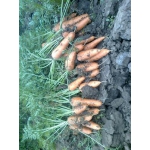 Продам морковь с поля сорт Каскад